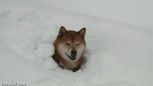enterrado,akita inu,shiba inu,perro,nieve,pelota