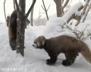 ataque,jugar,monstruo,mounstro,nieve,panda rojo