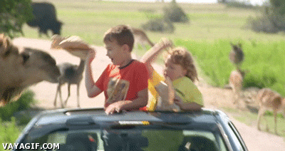 camello,safari,comer,niños,dromedario