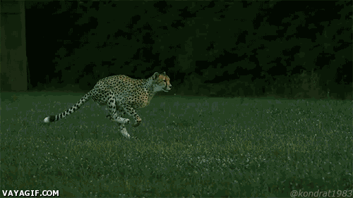 correr,perseguir,corriendo,cheetah,camara lenta,slow motion,guepardo