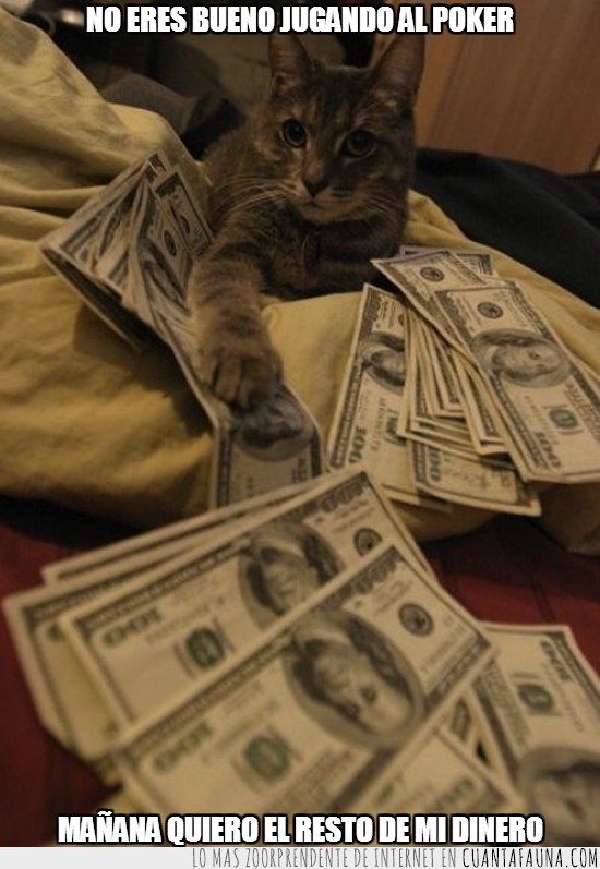 gato,dinero,poker