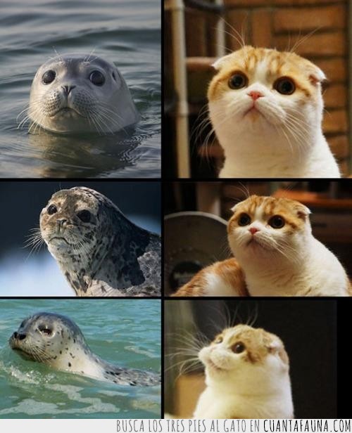 gato,foca,parecidos,razonables,ternura