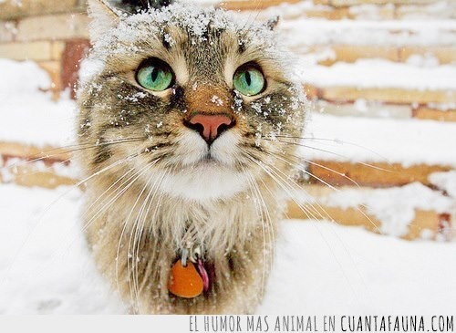 frio,nevado,nieve,gato,gusta