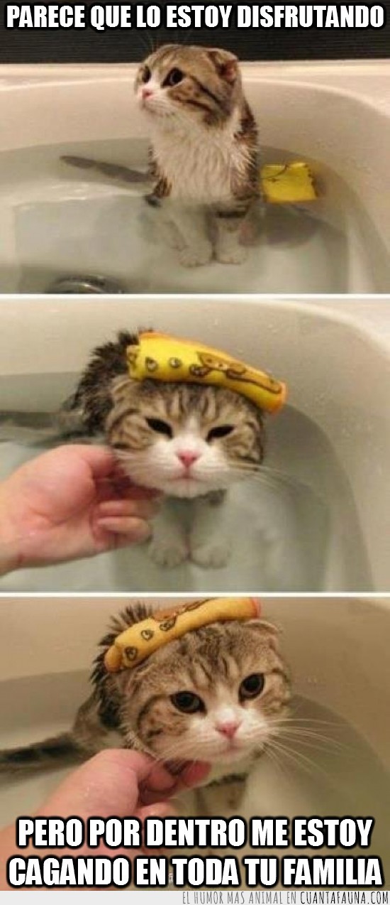 relajante,toalla,gato,baño,agua