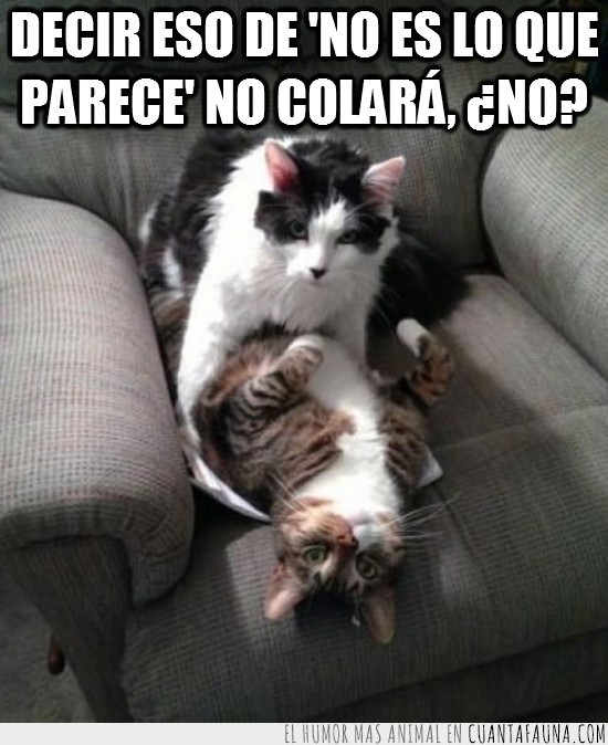 sofa,no es lo que parece,gatos