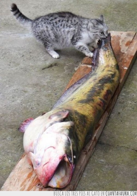 pescado,gigante,comida,pez gato,catfish