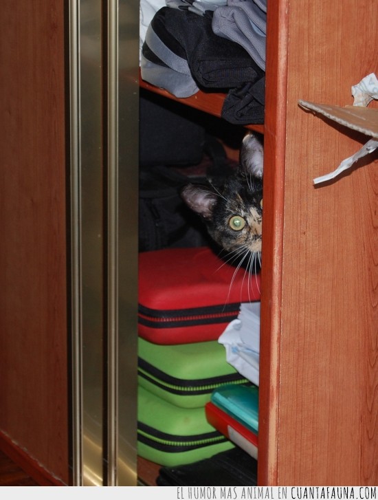 asomarse,escondido,armario,gato,salir del armario
