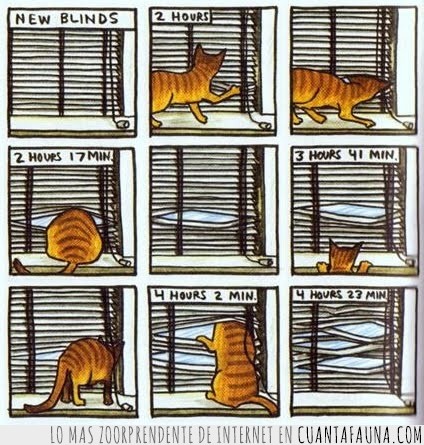 gatos,casa,ventana,persiana,laminas,romper,asomar
