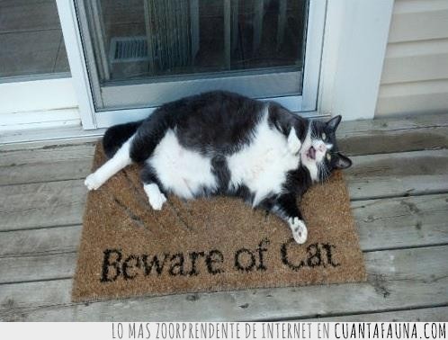 entrada,beware of cat,alfombra,gordo,gato,puerta