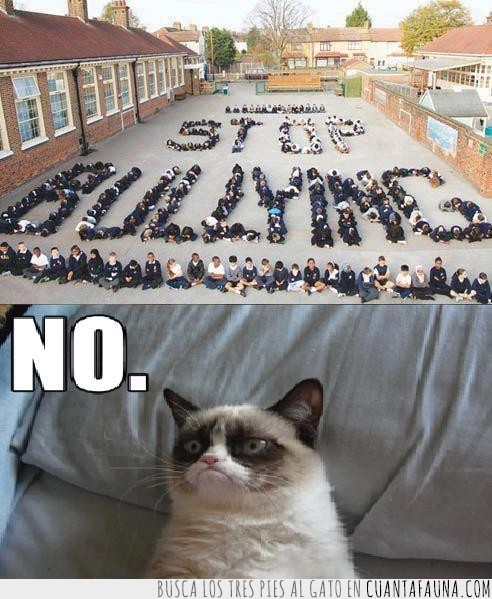 universidades,stop bullying,mosaico humano,grumpy cat,gato gruñon