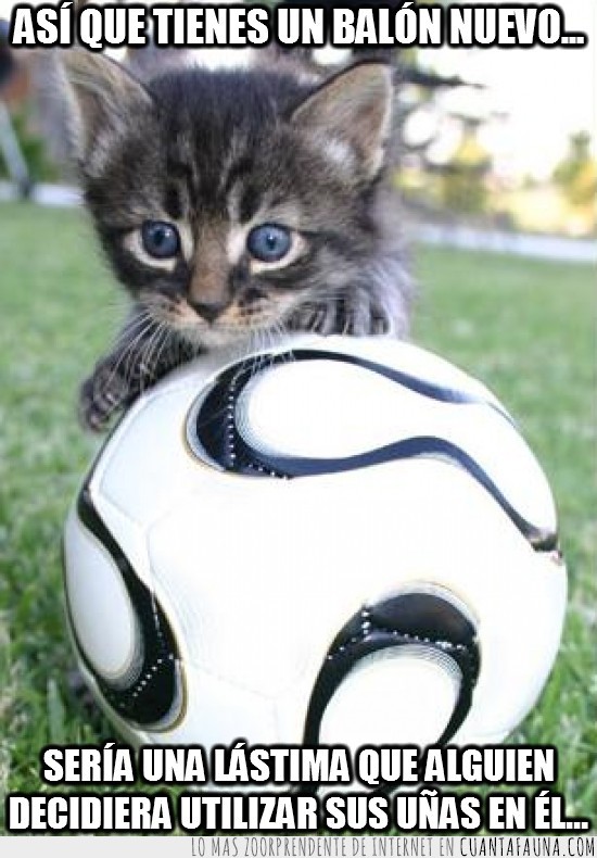 seria una lastima,uñas,fútbol,gato,pelota,balón