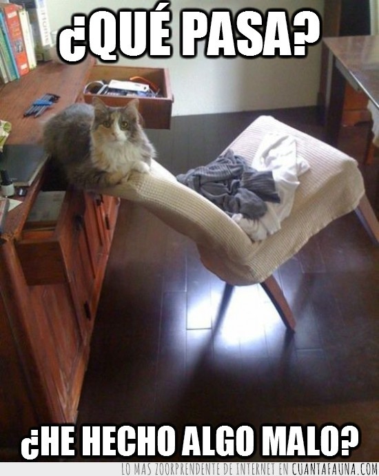 gato,sofa,equilibrio,retrepar la silla