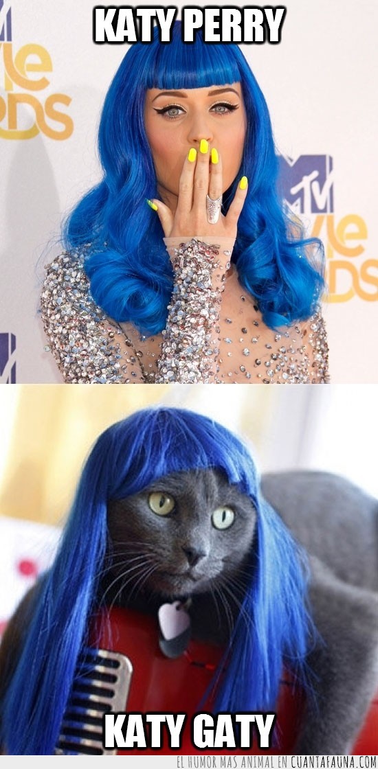 katy perry,pelo azul,gato,moda,cantante,chistaco