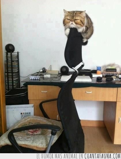silla de oficina,gato,equilibrio,cómodo,mirar,mirada