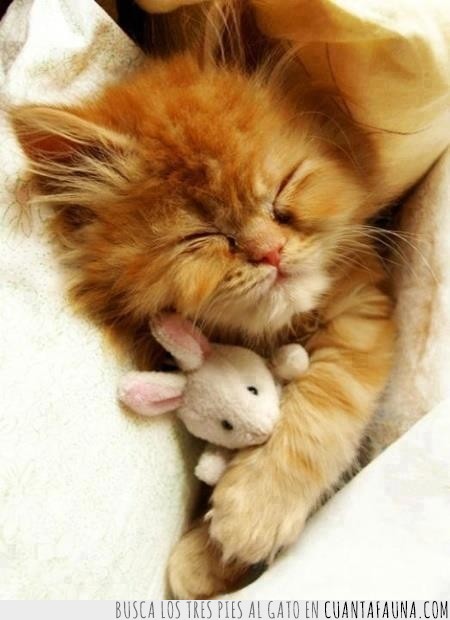 gato,dormido,raton de peluche,toalla,dormir,buenas noches