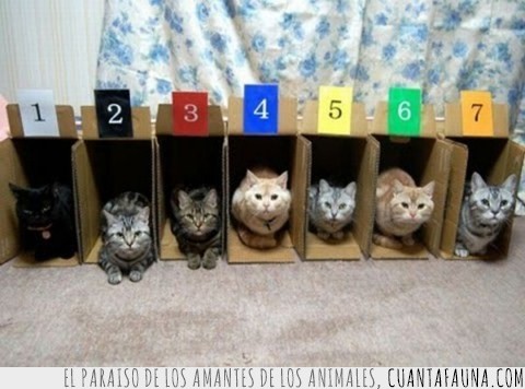 cajas de carton,numeros,carriles,apuestas,carreras de gatos,numerado