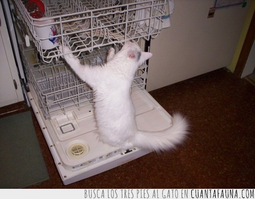 gato,lavar,platos,lavavajillas,friegaplatos,lavaplatos
