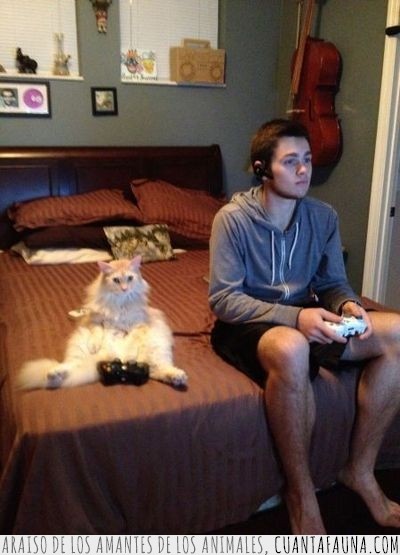 mando,gato,videojuegos,jugar,sentado