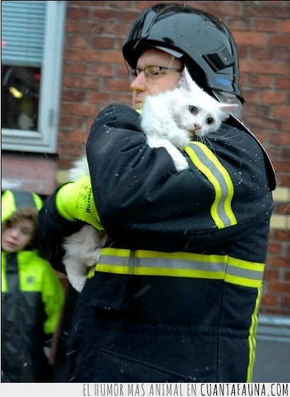 bombero,ternura,ojos,Gato,salvado,rescatado