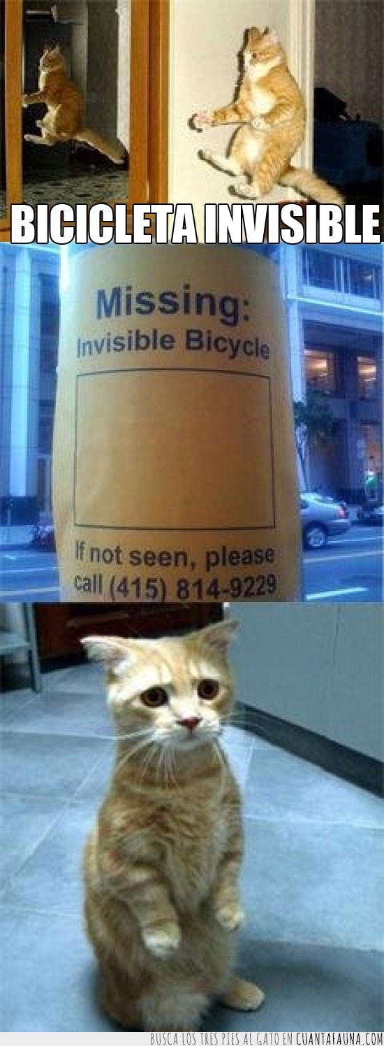 Bici,gato,invisible,perdida,tristeza