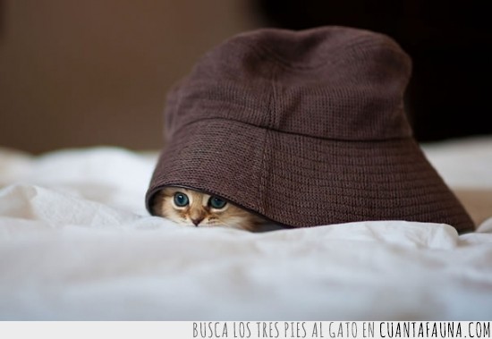 gorro,esconder,escondido,gato,Gatita,Sombrero,cama