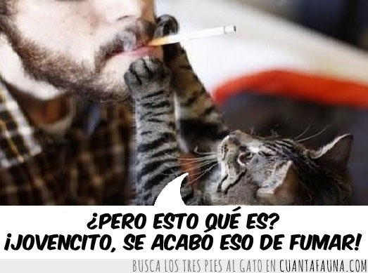 anti-tabaco,fumar,cigarro,gato,bronca