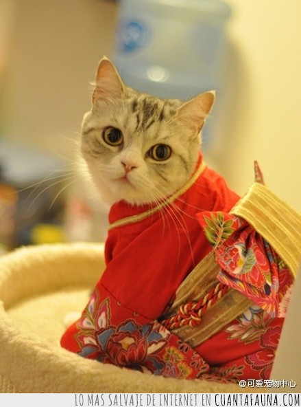 vestido,Gato,kimono,adorable,japones