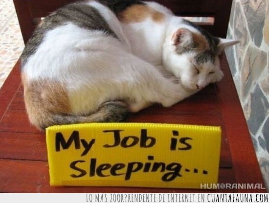 gato,dormir,cartel,trabajo,dormido,my job is sleeping