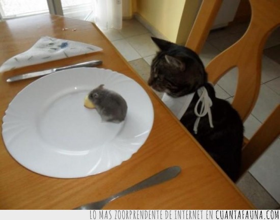 ratón,cena,gato,cenar,mesa,hamster,plato,poco hecho
