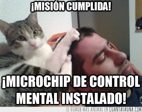 gato,instalado,control mental,microhip,cabeza