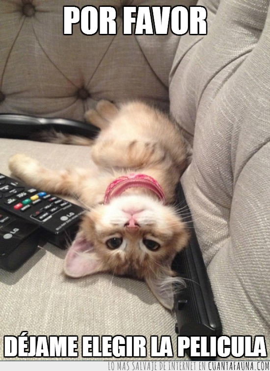 gato,control remoto,pelicula,adorable,mando a distancia