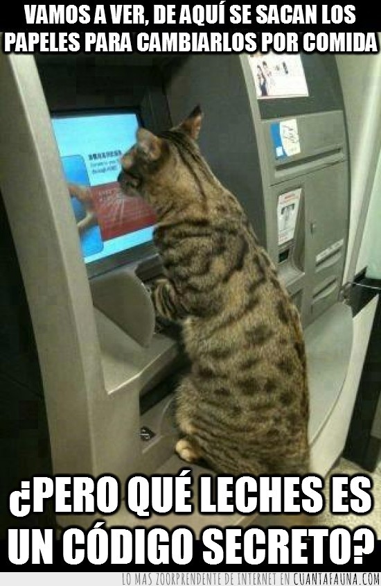 codigo secreto,billetes,gato,comida,dinero,papeles,cajero automatico