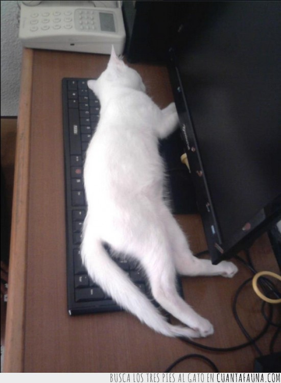 encima,ordenador,teclado,gato,dormir