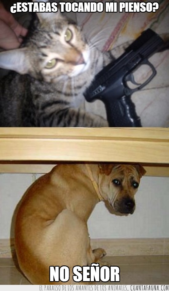 gato,perro,arma,pienso,serio,asustado,pistola