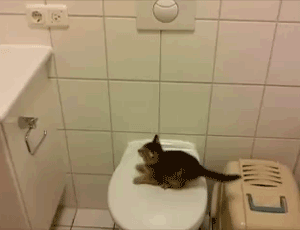caida,fail,gato,lavabo,salto,water,wc