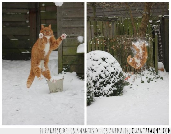 Bola de nieve,en toda la cara,Gato,salto