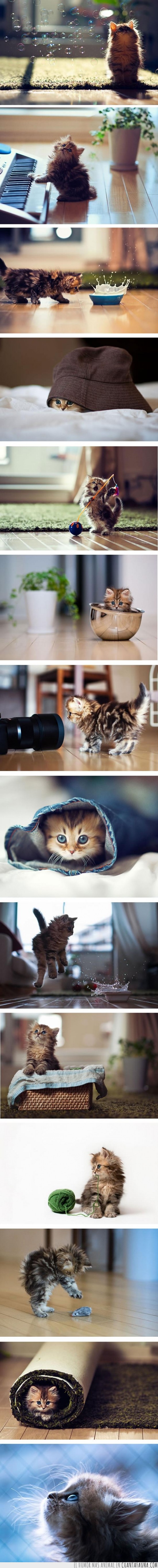 gato,fotos,sesión,preciosa,gatito