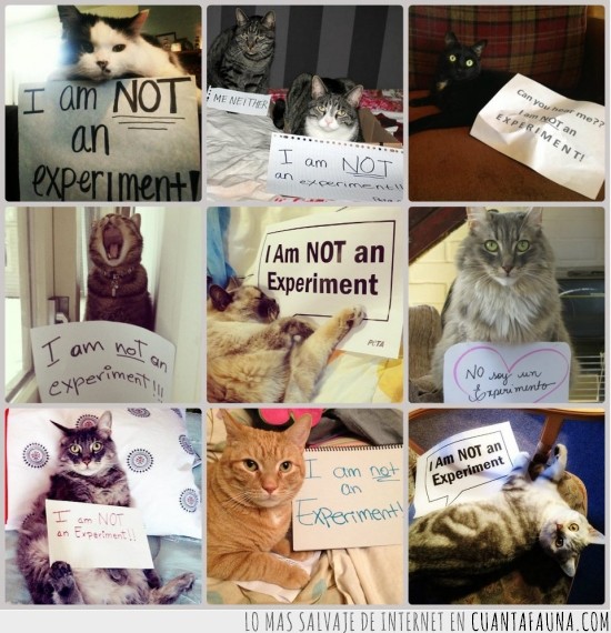 PETA,gatos,experimento,carteles,protesta,denuncia
