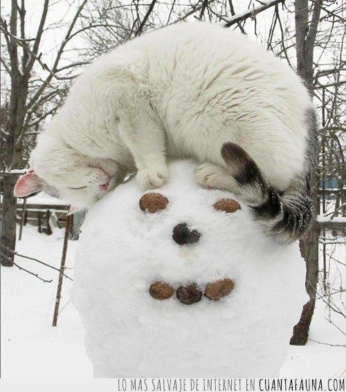 muñeco de nieve,dormido,nieve,gato blanco,mear