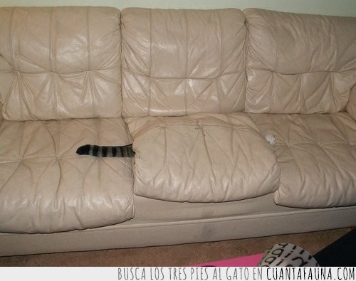 esconderse,sofa,disfraz,gato