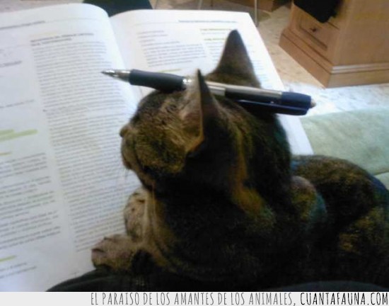 cabeza,equilibrio,boligrafo,libro,gato,examen,estudiar