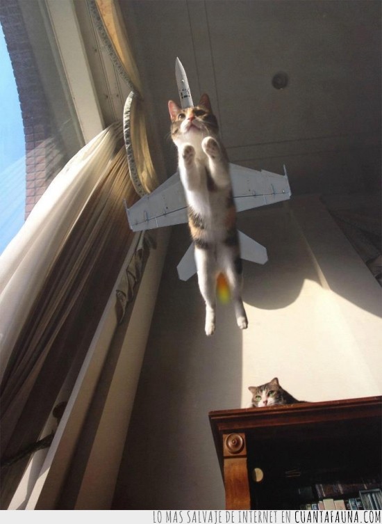 gato,volar,avión,arriba,aire,jodida gravedad
