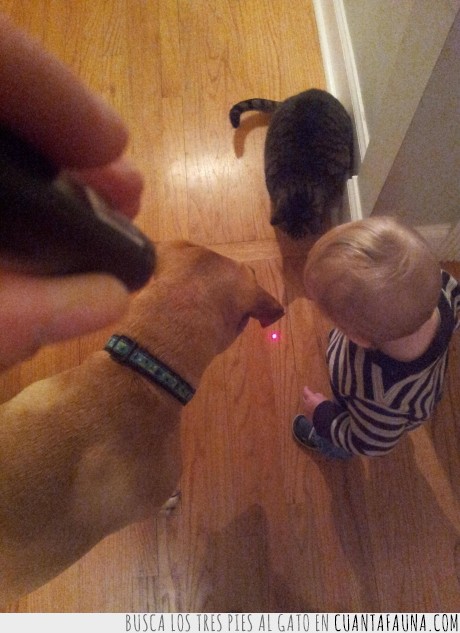 laser,niño,perro,gato