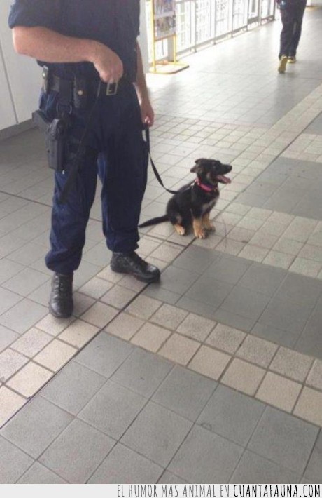 cachorro,perrito,policia,mini,sobredosis de amor perruno,perro