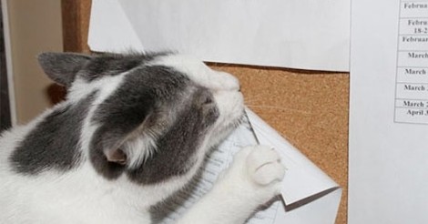 Cuanta Fauna El Gato Viene Del Diablo Quereis Mas Pruebas Que