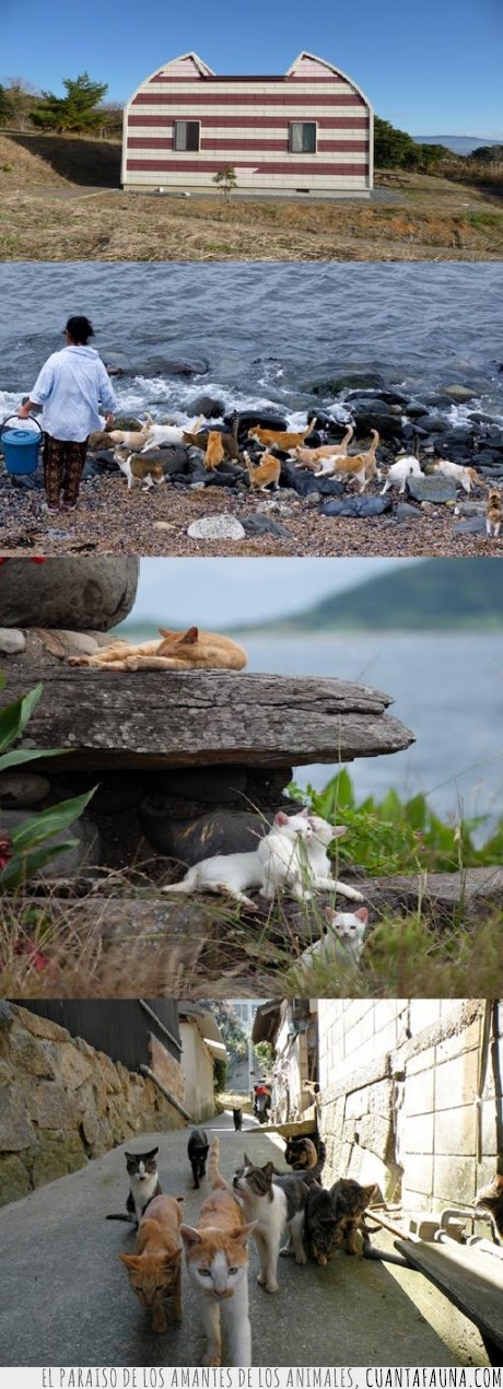 15596 - TASHIRO - La isla japonesa habitada por gatos, sólo 100 de sus habitantes son humanos