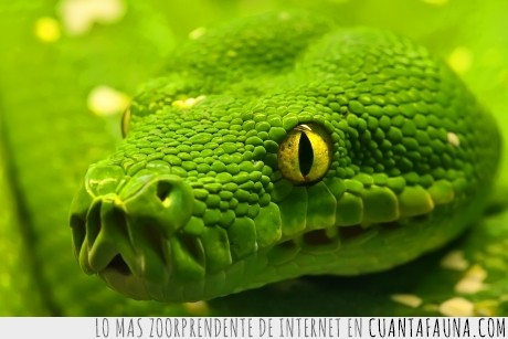 serpiente,verde,cerca,impresionante,anaconda,escama,parece un dragon
