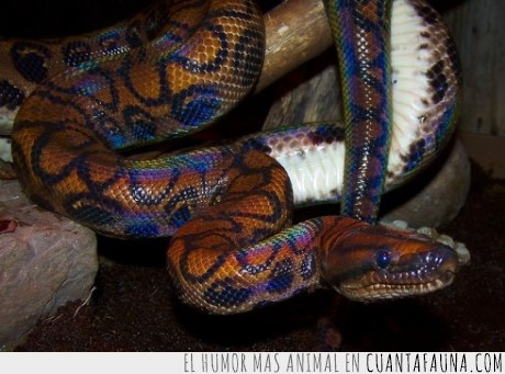 constrictora,hermosa,arcoiris,reptil,serpiente