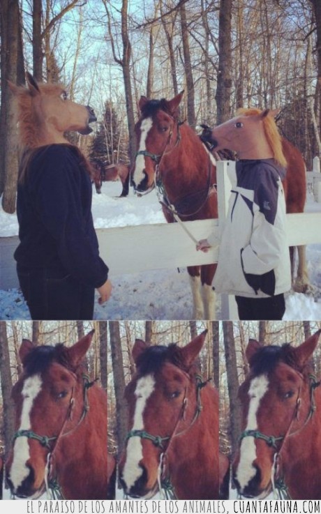 caballo,loco,harto,careta,mascara,de donde las sacan?,nieve,frio