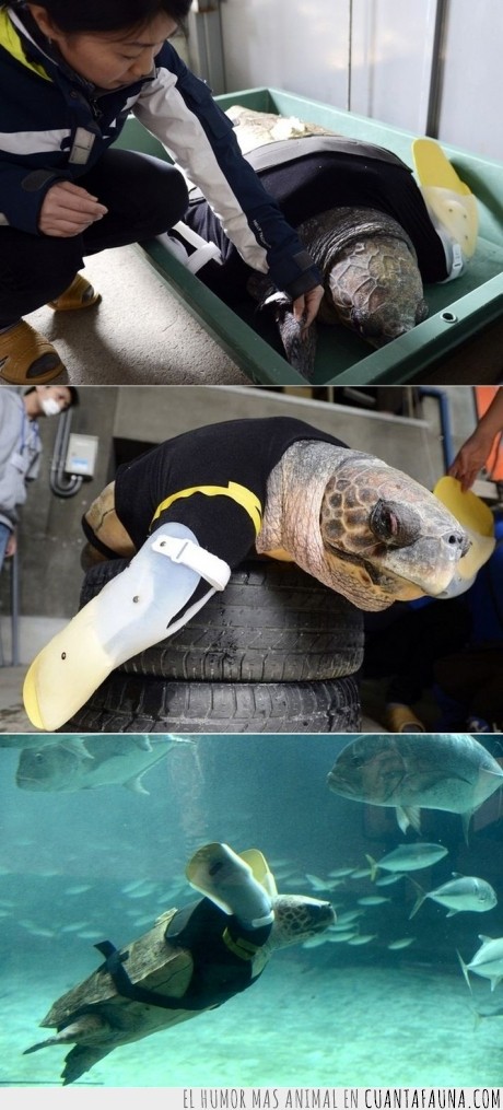 protesis,tortuga,fe,humanidad,aleta,tiburón,nadar